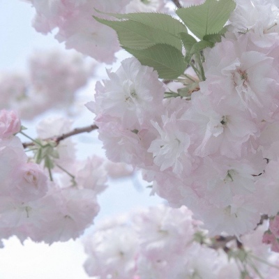 Furry插画人物结合福瑞交流群